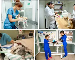 emergency veterinary services