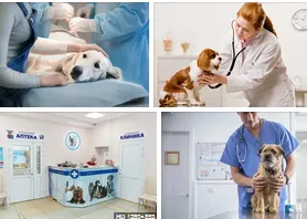 emergency veterinary services